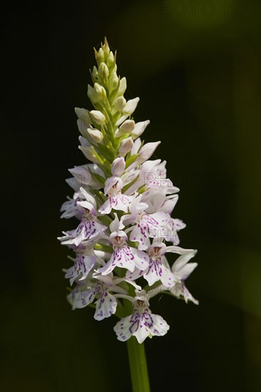 Common spotted orchid