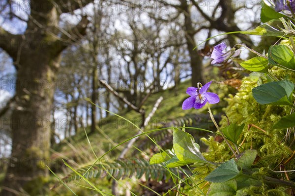 Wood violet