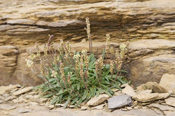 Flowering plantain