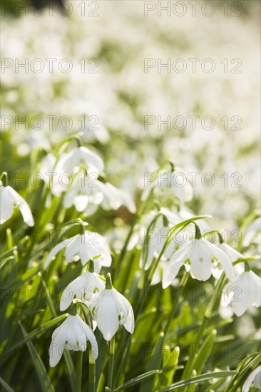 Snowdrop