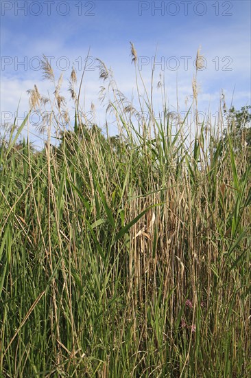 Common reed