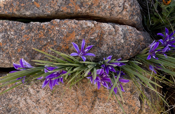 Flowering baboon root