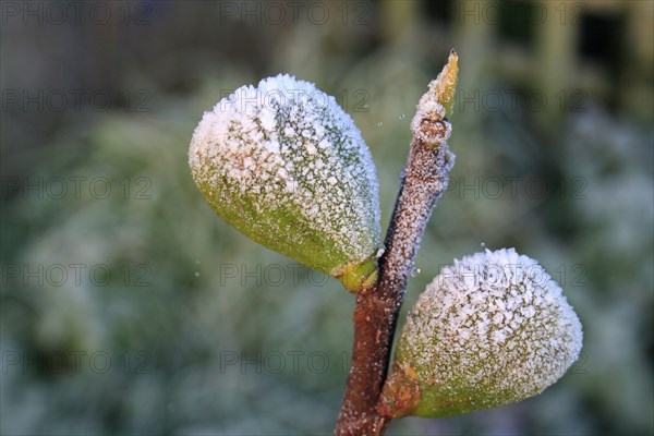 Common Fig