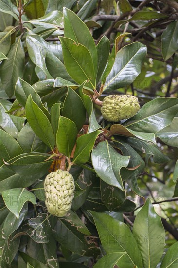 Evergreen or southern Magnolia