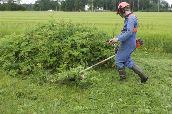 Man with strimmer on the farm cutting back the ferns at the edge of the field