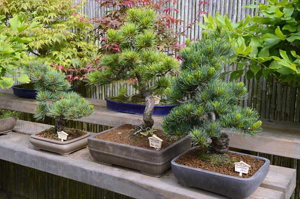 Scots pine