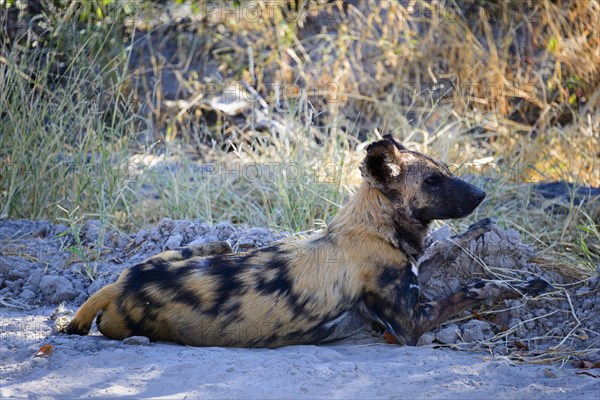 African wild dog