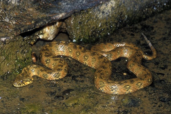 Viperine snakes