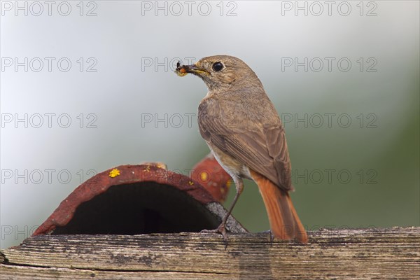 Common redstart