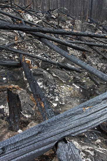 Charred logs burnt by forest fire