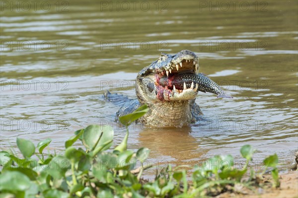 Yacare caiman