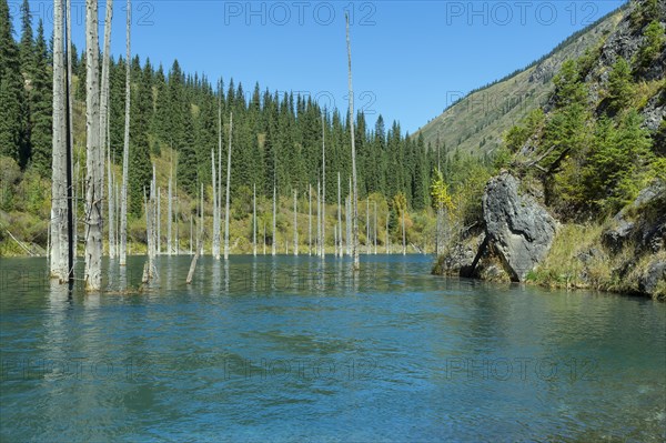 Dried trunks of