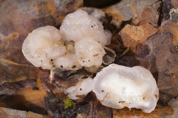 Alabaster core fungus and bleeding coniferous layer fungus