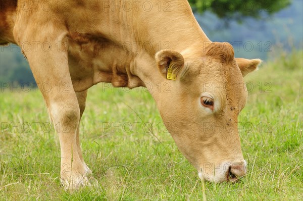 Murnau-Werdenfels cattle