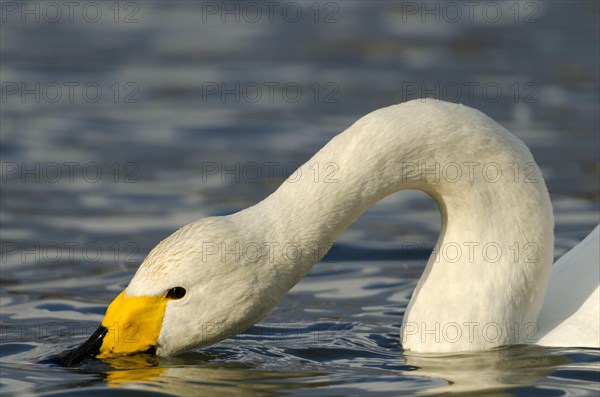 Whooper Swan