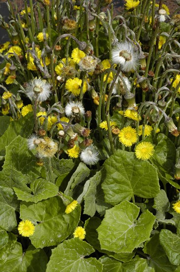 Coltsfoot