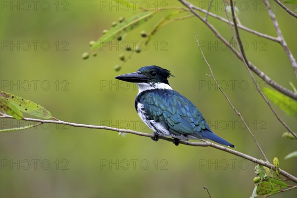 Amazon Kingfisher