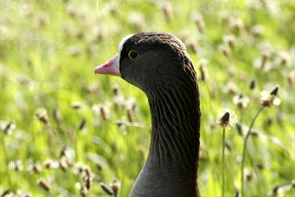 Lesser White-fronted Goose