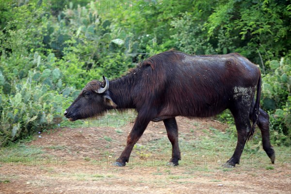 Water buffalo