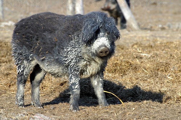 Mangalica pig