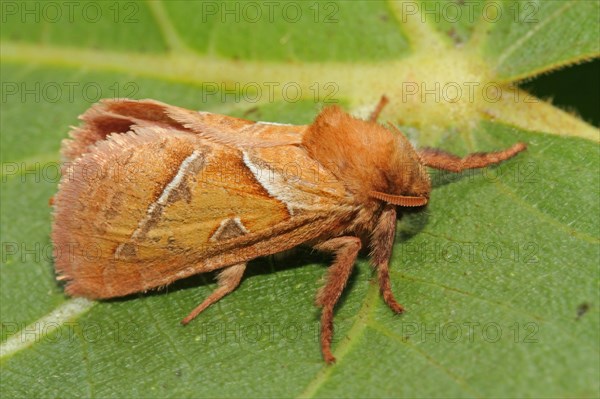 Dock rootworm