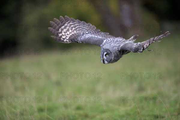 Great Grey Owl