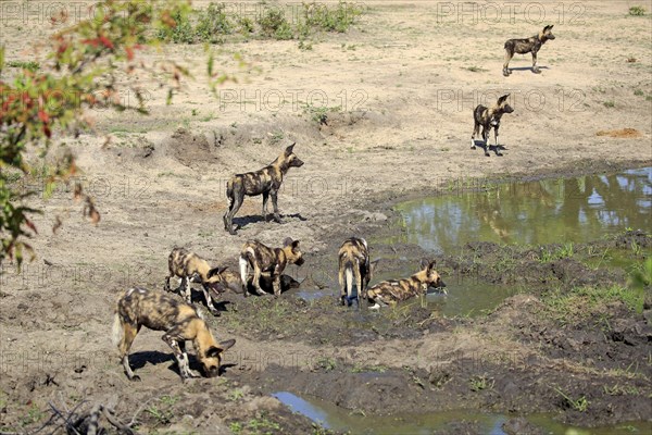 African Wild Dogs