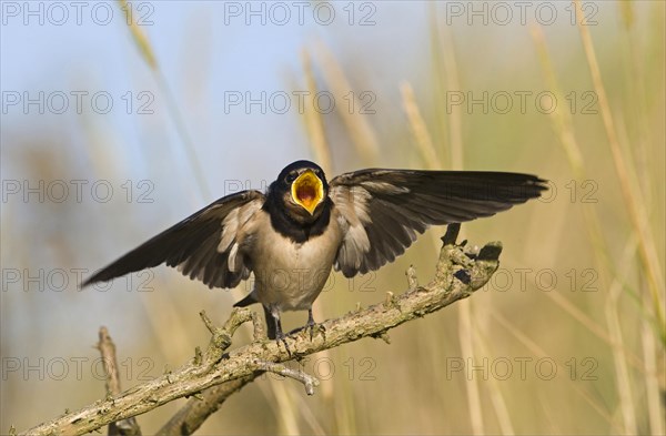 Barn Swallow