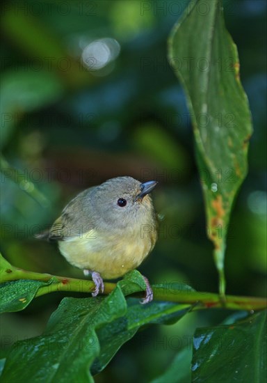 Blue Mountain Vireo