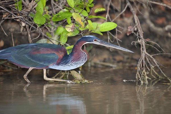 Agami heron
