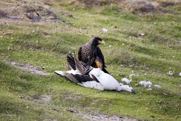 Striated Caracara