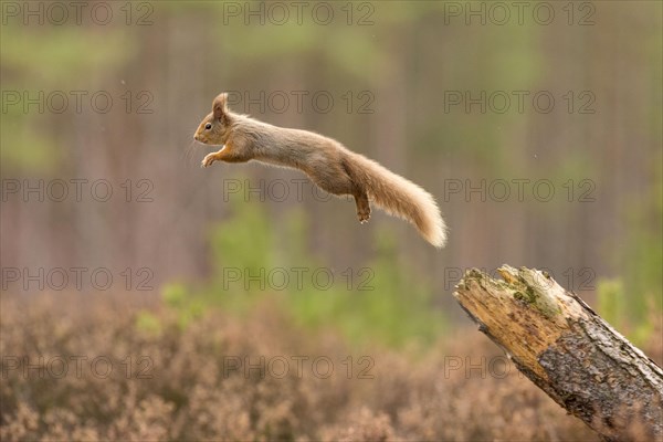 Eurasian red squirrel