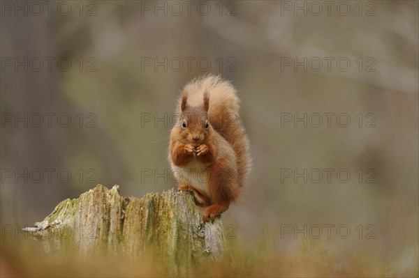 Adult Eurasian red eurasian red squirrel