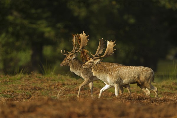 Fallow deer