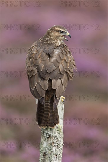 Steppe buzzard