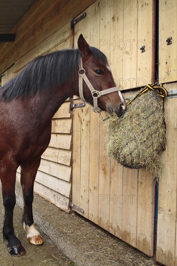 Welsh pony