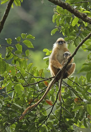 Sumatran Surili