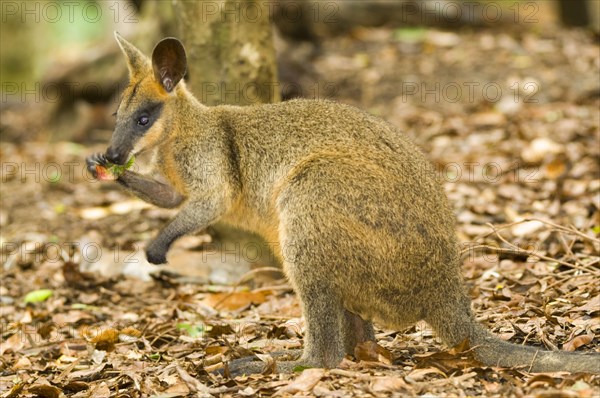 Whiptail wallaby