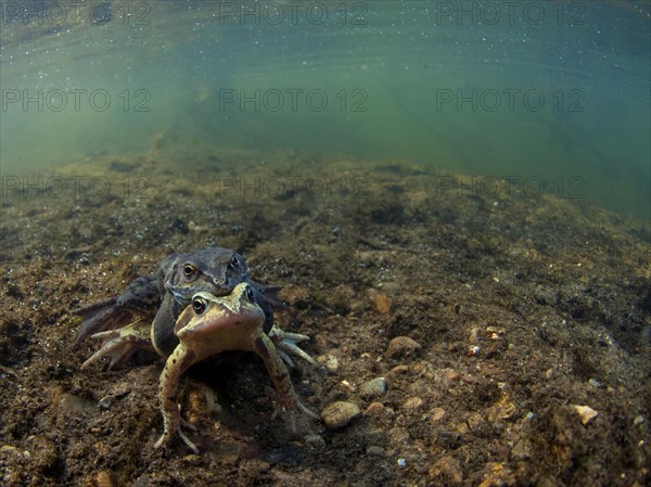 Common common frog