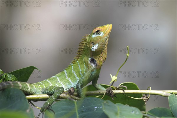 Green forest lizard