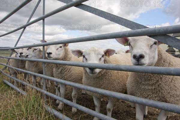 Domestic Sheep