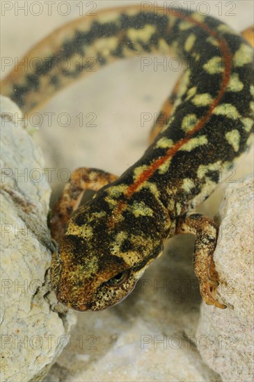 Sardinian brook salamander