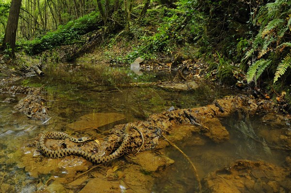 Grass snake