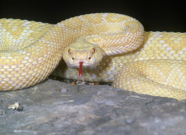 Texas Rattlesnake