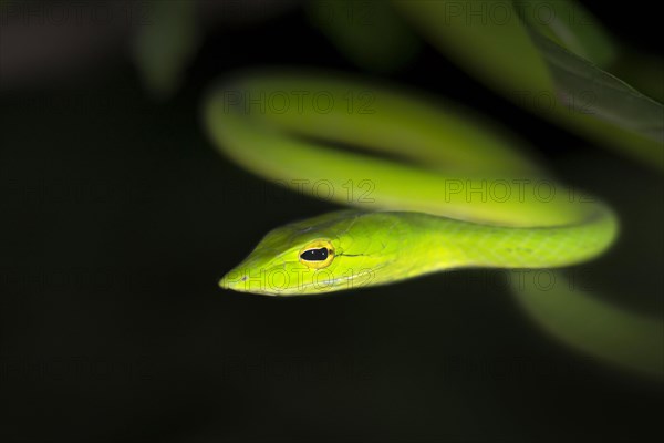 Green whip snake