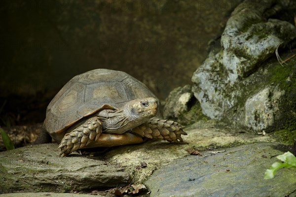 Brown Tortoise