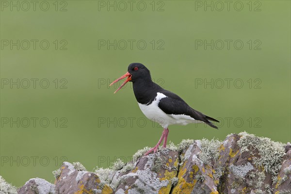 Eurasian Oystercatcher