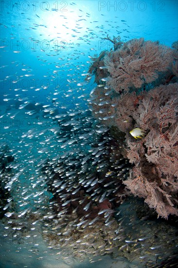 Bleeker's Cardinalfish