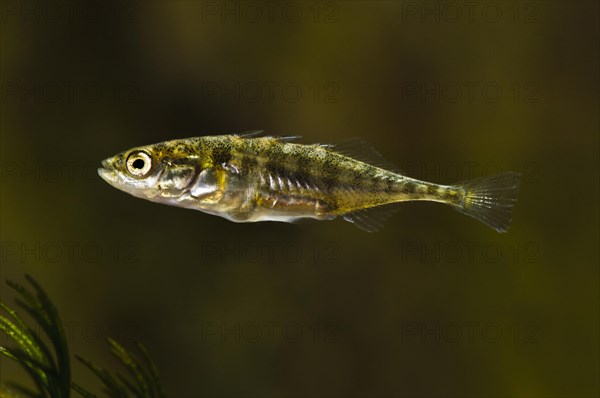 Three-spined Stickleback