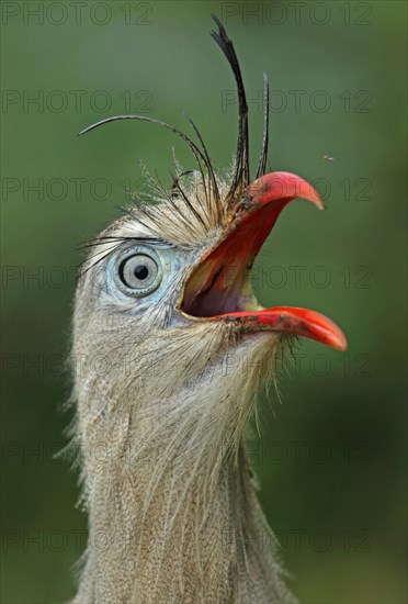 Red-legged Seriema